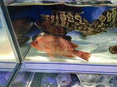 -盒马鲜生(岭南新世界店)