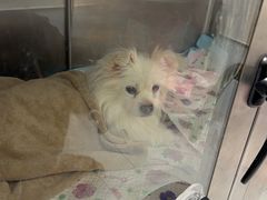-达爱动物医院·犬猫分区·CT·复杂眼科(远洋山水分院)