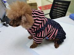 -美联众合动物医院(·中兽医·疑难杂症·严家桥分院)