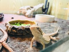 -灵龟之家百象馆(百象馆联合旗舰店)
