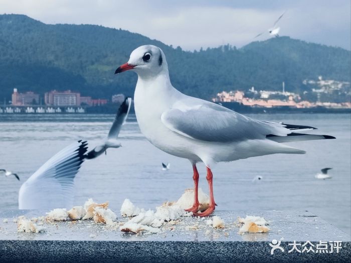 海埂大坝图片