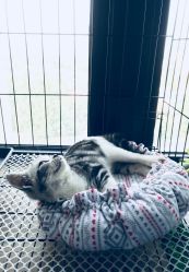 -荔刺青纹身·手穿孔饰品