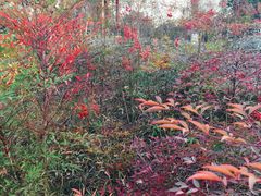 -武汉紫薇都市田园