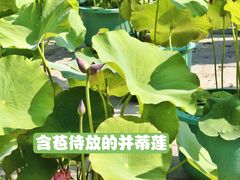 -莲花池公园