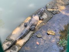 -中国扬子鳄村