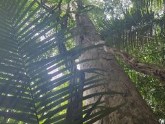 -海南热带雨林国家公园吊罗山景区