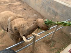 -西霞口神雕山野生动物世界