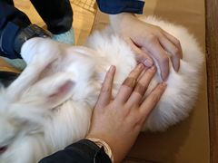 -猫猫幼稚园·撸猫·桌游·电玩