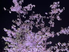 -西北湖绿化广场