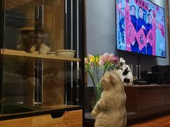-momokira米努特·德文卷毛猫·棉花面纱犬