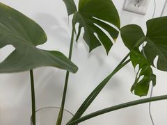 -魁牛·潮汕牛肉自助火锅(沈辽路万达店)