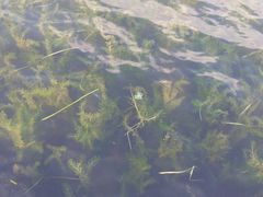 湿地公园-溱湖国家湿地公园