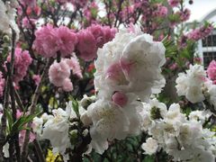 -南汇桃花村