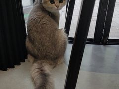 -琪喵猫屋·撸猫猫咖·猫舍