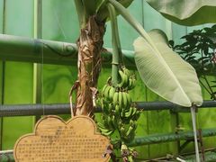 -呀路古热带植物园