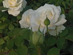 -阿生哥螺蛳粉•火锅(永安街店)