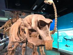-墨尔本博物馆(Melbourne Museum)