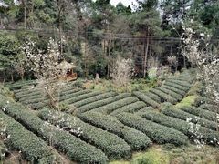 -樱桃山旅游景区