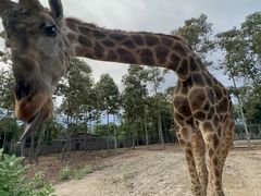 -清迈夜间动物园