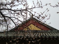 -桃花堤公园