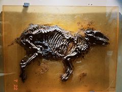 -辽宁古生物博物馆