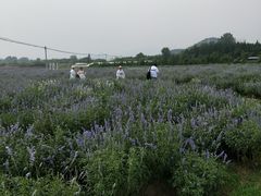 -北京东方普罗旺斯薰衣草庄园