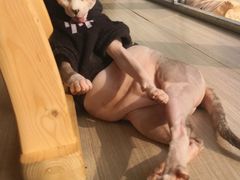 -藏猫猫咖啡主题馆(中央大道店)