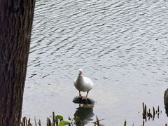 -惠州西湖风景名胜区-丰渚园