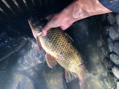 -双廊杨记石锅鱼石锅牛肉