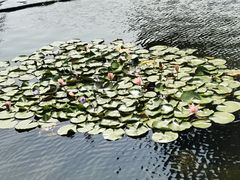 -荔枝公园(福田区)