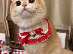 -纳吉亚猫专科动物医院·北北分院