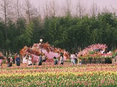 -荷兰花海