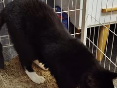 -壹迦桌游·血染钟楼剧本杀狼人杀