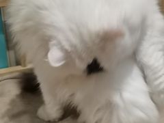 -猫小院猫主题咖啡厅(北锣店)