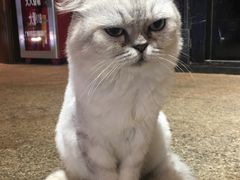 -more than meow吴止猫主题餐厅(承德 中船汇店)