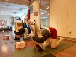 -皇冠瑜伽·普拉提·疼痛康复