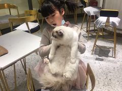 -这儿没有猫·猫咖萌宠馆·撸猫