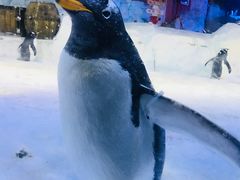 -芜湖新华联大白鲸海洋公园