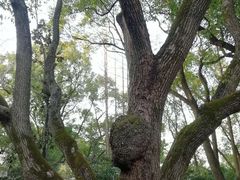 -徐家汇源景区-衡山公园