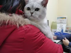 -佳怡动物医院·平价24小时·猫专科骨外科