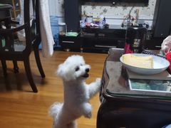 -翊宠yipet猫狗购宠庄园犬舍•猫舍