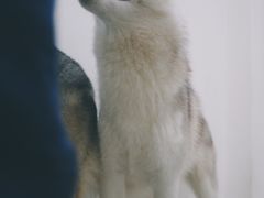 -星多哈·狗咖·拼豆·咖啡