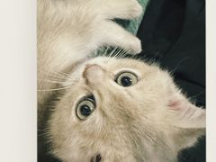 -lincat·猫舍(广州店)