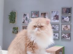 -藏猫猫咖啡主题馆(中央大道店)