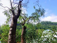 -深圳仙湖植物园