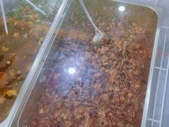 -鸿运兔·手撕烤兔(天府广场店)