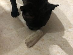 -熊小胖宠物生活馆(天华园店)