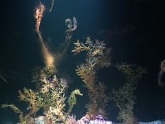 -暹罗海洋世界