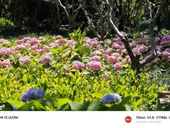 -陆家嘴中心绿地