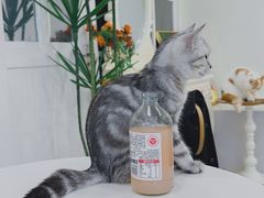 -共舞时光猫咖·狗咖(新街口店)